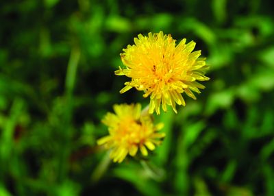 Though pretty to look at, good gardeners know that getting rid of dandelions is easier said than done. (no photographer / The Spokesman-Review)