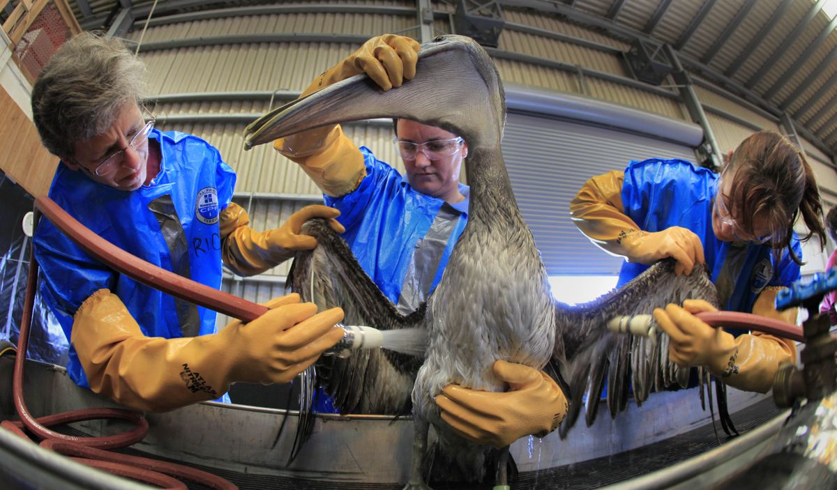 Erica Miller, left, Heather Nevill, center, and Danbene Birtell clean a brown pelican at the Fort Jackson Wildlife Rehabilitation Center at Buras, La. The bird was rescued after being exposed to the oil spill in the Gulf of Mexico caused by the explosion of BP’s Deepwater Horizon oil platform. Associated Press file photos (Associated Press file photos)