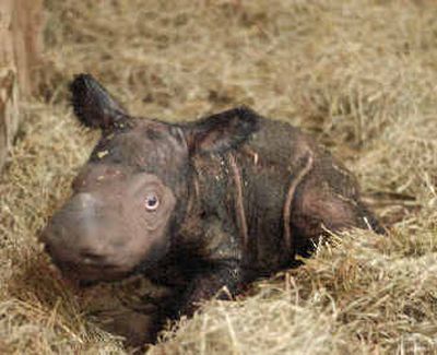 
A baby female Sumatran rhinoceros is shown soon after it was born Friday at the Cincinnati Zoo. 
 (Associated Press / The Spokesman-Review)