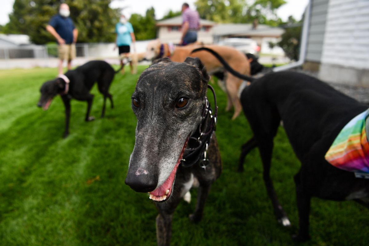 Greyhound Pat C. Blip plays with fellow Greyhounds as she waits to be adopted through the Greyhound Pets of America Greater Northwest chapter on Aug. 1 in Spokane Valley. (Tyler Tjomsland/The Spokesman-Review)