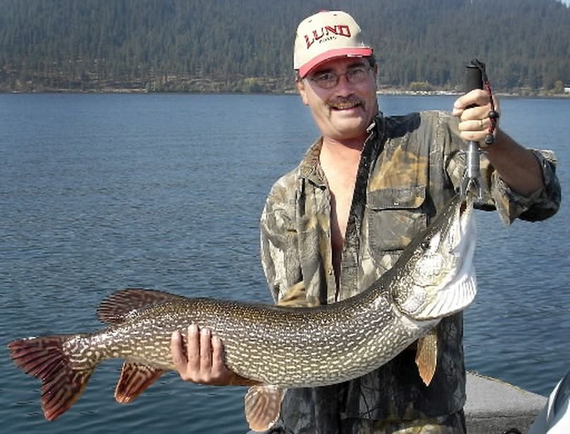 Todd Klement of Spokane caught this 23-pound northern pike and released it while fishing the south end of Lake Coeur d'Alene. Klement said he generally has his best pike fishing of the year around the first of October. 
 (Duane Wiles)