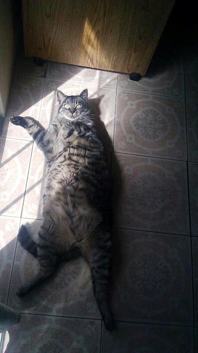 Thor, sun worshipper
