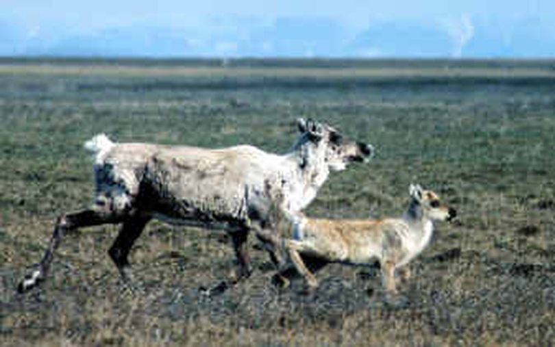 
A caribou cow and calf run across a section of the National Arctic Wildlife Refuge, Alaska. 
 (File / Associated Press)