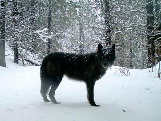 Wolf shot, killed near Sprague Lake about 40 miles from Spokane