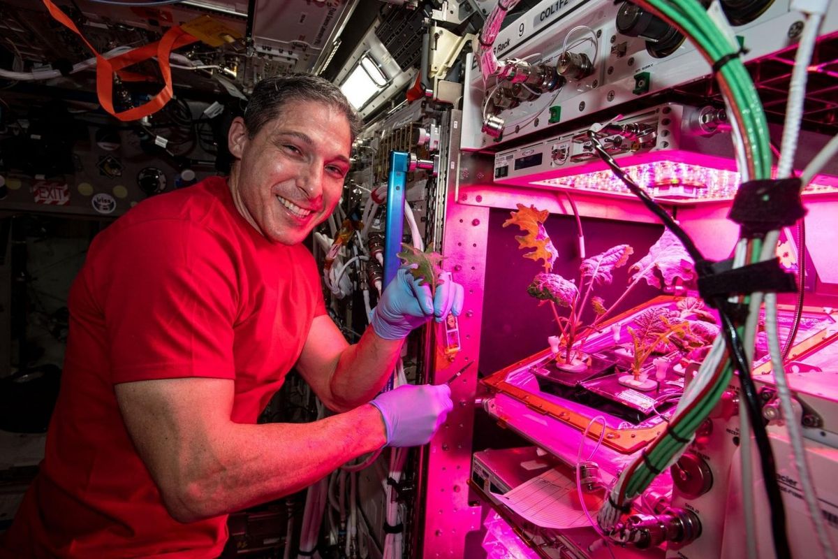 NASA astronaut, Michael Hopkins, interacted with and nurtured the Arabidopsis plant during the Final Frontier Plant Habitat in spring 2018.  (Courtesy of Norman Lewis)