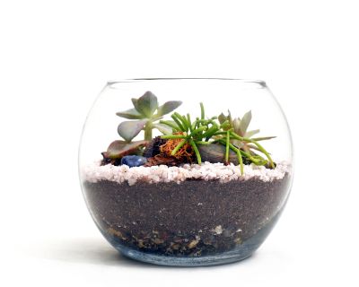 Even a cool glass container, cloche or bell jar turned open-side-down and placed on a shallow planting tray will work as a terrarium.  (Dreamstime)