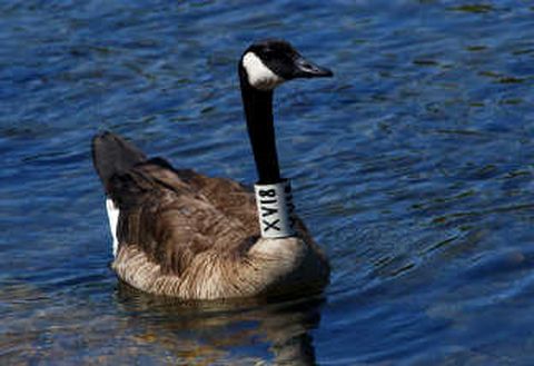 Canada goose zulily urban dictionary best sale