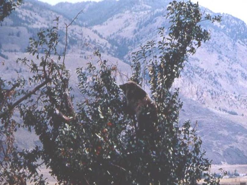 Unlike black bears, grizzly bears generally don't climb trees. But this was willing to make an exception as he fed in an apple tree near Gardiner, Montana. (National Park Service)