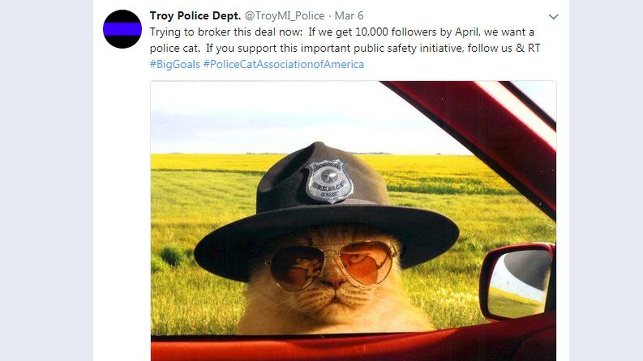 Police cat on way after Michigan department exceeds Twitter challenge