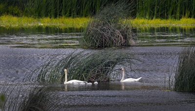 Solo, a trumpeter swan estimated to be up to 46 years old, and his mate swim with their four cygnets at Turnbull National Wildlife Refuge on Monday, although from the distance this photo was taken, biologists weren’t sure which adult was which. A younger Solo sired dozens of Turnbull babies, but he’s had a dry spell.chrisa@spokesman.com (CHRISTOPHER ANDERSON / The Spokesman-Review)