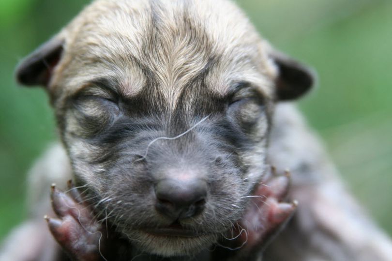 In this May 6, 2012 photo provided by the Wolf Conservation Center, a newborn Mexican wolf pup is shown at the Center’s facility in South Salem, N.Y. The eight pups born at the preserve on Sunday, May 6, could aid the federal program that has reintroduced the endangered species to the wild. In 2011 it was believed that there were 50 Mexican wolves living wild in the United States. (Associated Press)