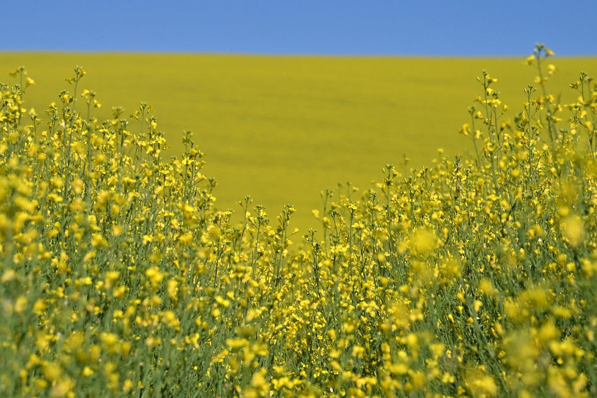 A bright yellow field of canola is photographed on Thursday, July 14, 2022, near Kamiak Butte in Whitman County, Wash.  (Tyler Tjomsland/The Spokesman-Review)