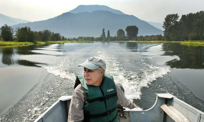 Katherine Cousins, Idaho Department of Fish and Game biologist, boats through the $6 million Clark Fork Delta restoration project on Tuesday near Clark Fork, Idaho. Restoration work started last fall, targeting 680 threatened acres of the delta. The intent is to preserve the delta and prevent fertile shorelines from eroding. Cousins and her team put in 90,000 plants. (Dan Pelle)