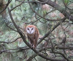 Barn owl photographed on Spokane's South Hill. (Janet Swinton)