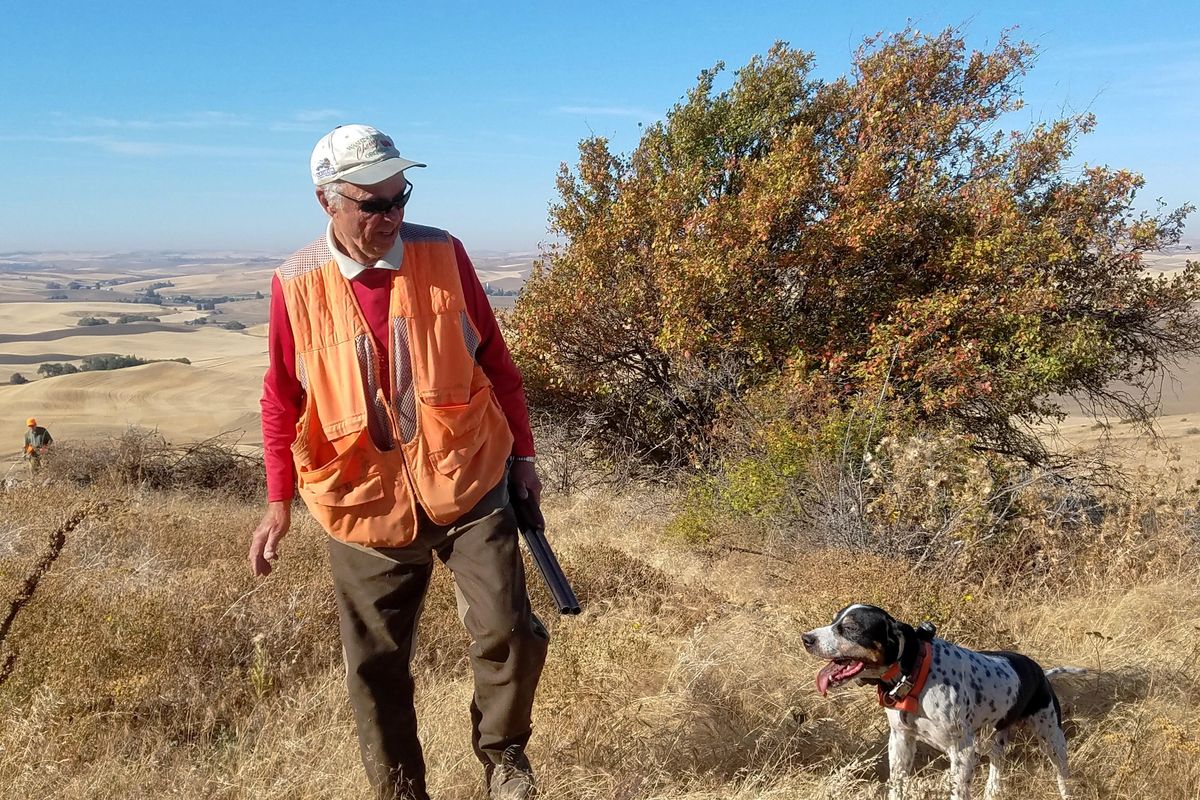 Senior hunter Jack Worden and Hank, his veteran English setter, explore Eastern Washington pheasant country during the Geezer Hunt in September. (Rich Landers / The Spokesman-Review)