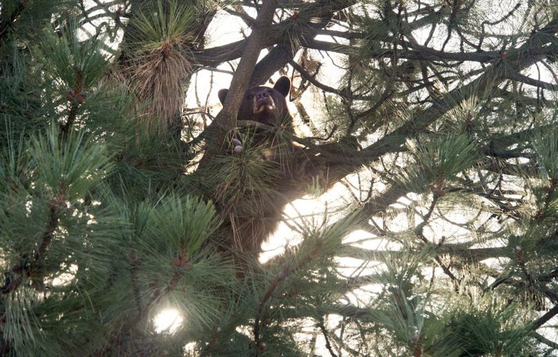 A 150 pound black bear finds a comfortable perch in tree, Oct. 16, 2015, on Lyons Avenue near Nevada Street in Spokane, Wash. Washington State Fish and Wildlife officers tranquilized the 2-year-old bear and had plans to transport it north of Spokane.  (Dan Pelle / The Spokesman-Review)