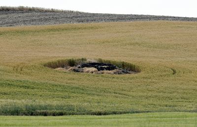 Minnie Maria Bassett’s grave sits in the middle of a Jerry Johnson’s wheat field along Granite Lake Road outside Four Lakes.  (Dan Pelle / The Spokesman-Review)