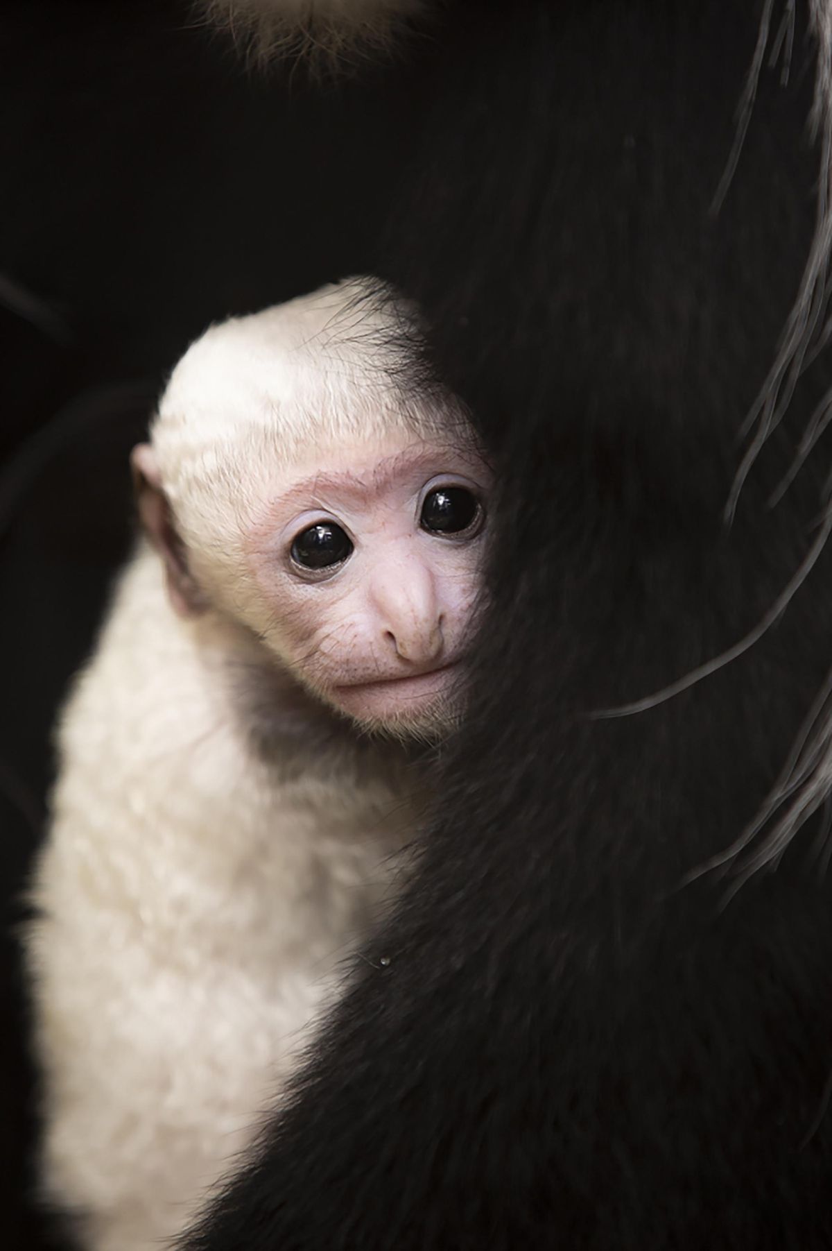 This undated photo provided by the St. Louis Zoo on Thursday, Feb. 20, 2020, Binti, a black and white colobus monkey holds her newborn brother Teak, born Feb. 3 at the zoo. The baby colobus monkey is born with all-white hair and a pink face reaching adult coloration, with black hair and white hair around the face and part of their tails, around 6 months of age. (Ethan Riepl / Associated Press)