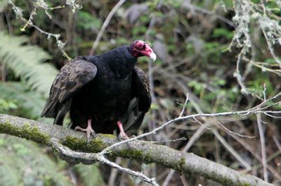 
A turkey vulture perches beside the Willamette River near Eugene, Ore., in early April. Volunteers have monitored the river for years.
 (Associated Press / The Spokesman-Review)