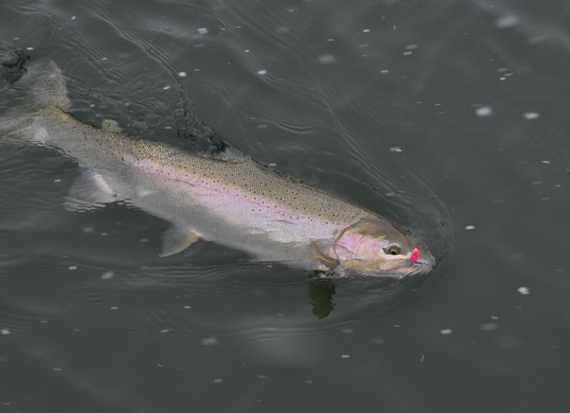 A wild steelhead salmon is brought to the boat before being released by fishermen on the Okanogan River. (Rich Landers)