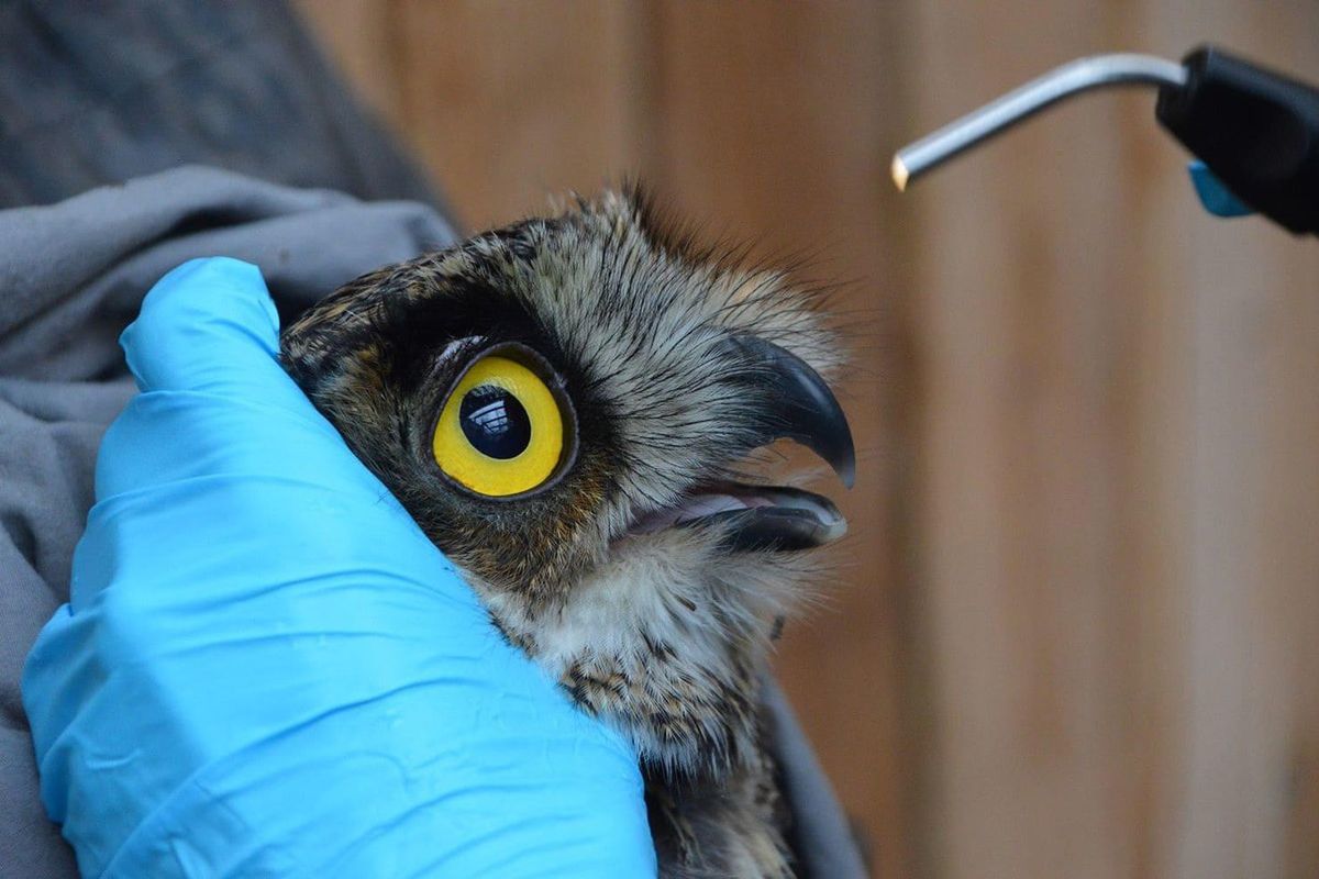 The owl gets an eye exam before being released to the wild. (PAWS / Courtesy)