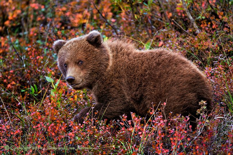 Grizzly bear cub in Montana huckleberries during autumn. (Jaimie Johnson)