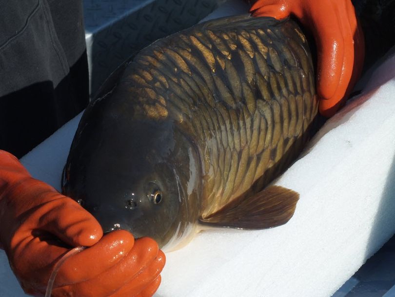 A transmitter is implanted in a carp caught and released in Lake Spokane in spring 2014 for a fisheries study conducted by Avista.  (Avista)