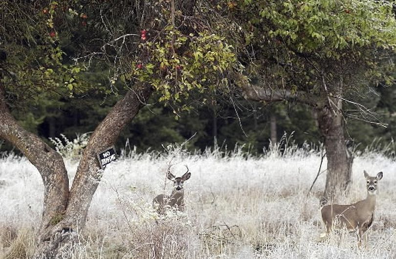 Quick: how many antler points are on this whitetail buck's rack? (FILE)