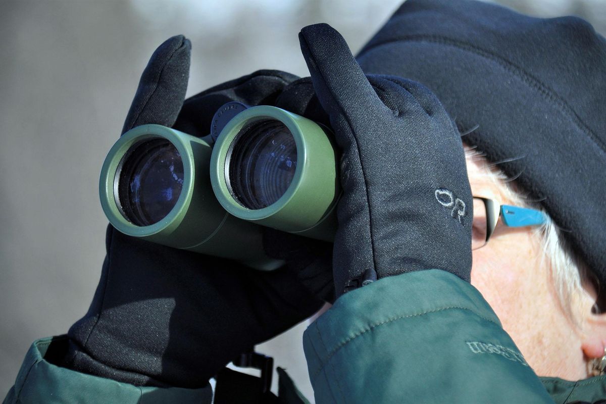 Wildlife biologist Lisa Langelier lends her expertise to the annual Audubon Christmas Bird Count in north Spokane. (Rich Landers / The Spokesman-Review)
