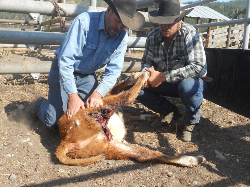 Cowboys examine a calf they say was severely injured by wolves, latest in a series of wolf attacks on Diamond M Ranch cattle since mid July.  (Stevens County Cattlemen's Association)