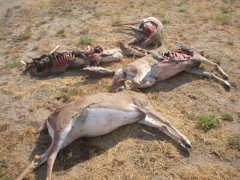 Poachers killed five white-tailed deer and left them rot north of Reardan around Oct. 4, 2012. (Washington Fish and Wildlife Department)