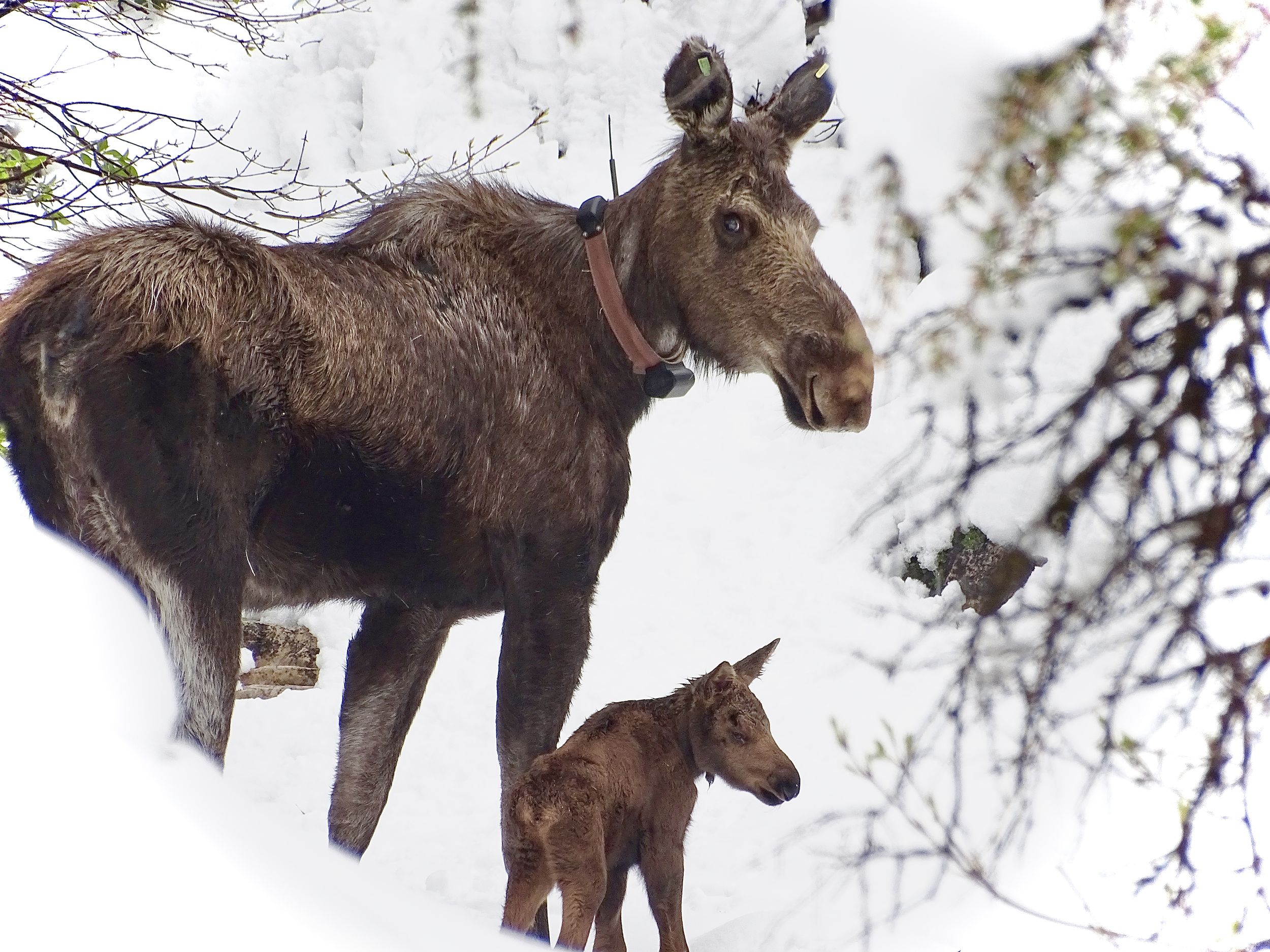 Idaho hunters see big reduction in moose, sheep, goat tags for 202122