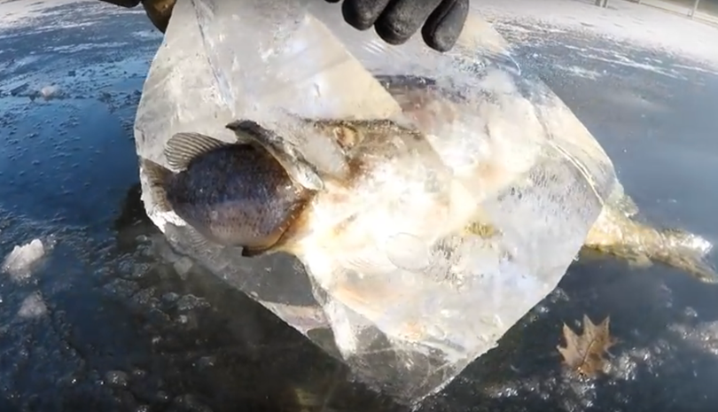 A northern pike is frozen in a block of ice cut out from the surface of a lake where the predator died trying to eat a bass that fled to the surface slush before deep freeze. (Youtube)