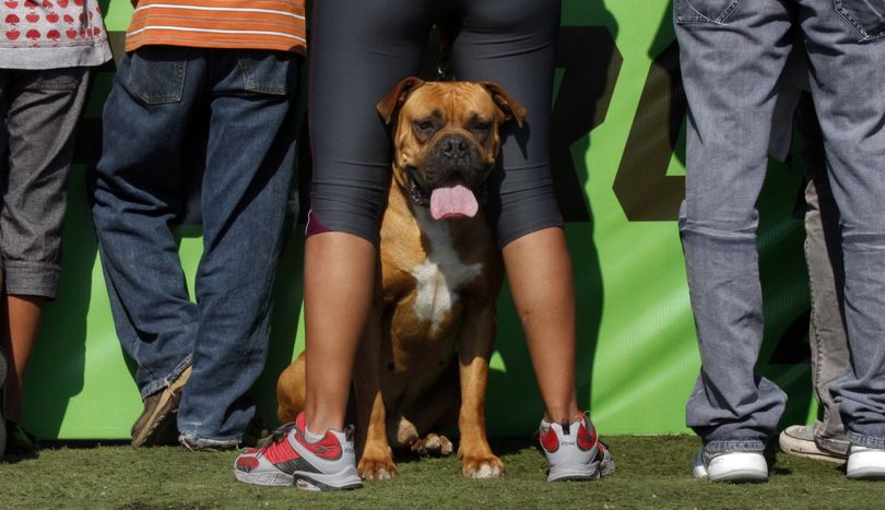 A dog rests with his owner at the third annual 