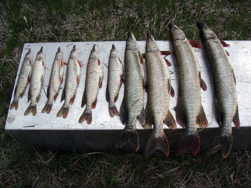 A single gillnet set by Kalispell Tribe fisheries researchers on the Pend Oreille caught this assortment of northern pike in 2009, indicating the fish were plentiful and spread through a range of age classes. Even higher densities of fish were caught during sampling in May.Photo by Jason Connor (Photo by Jason Connor)