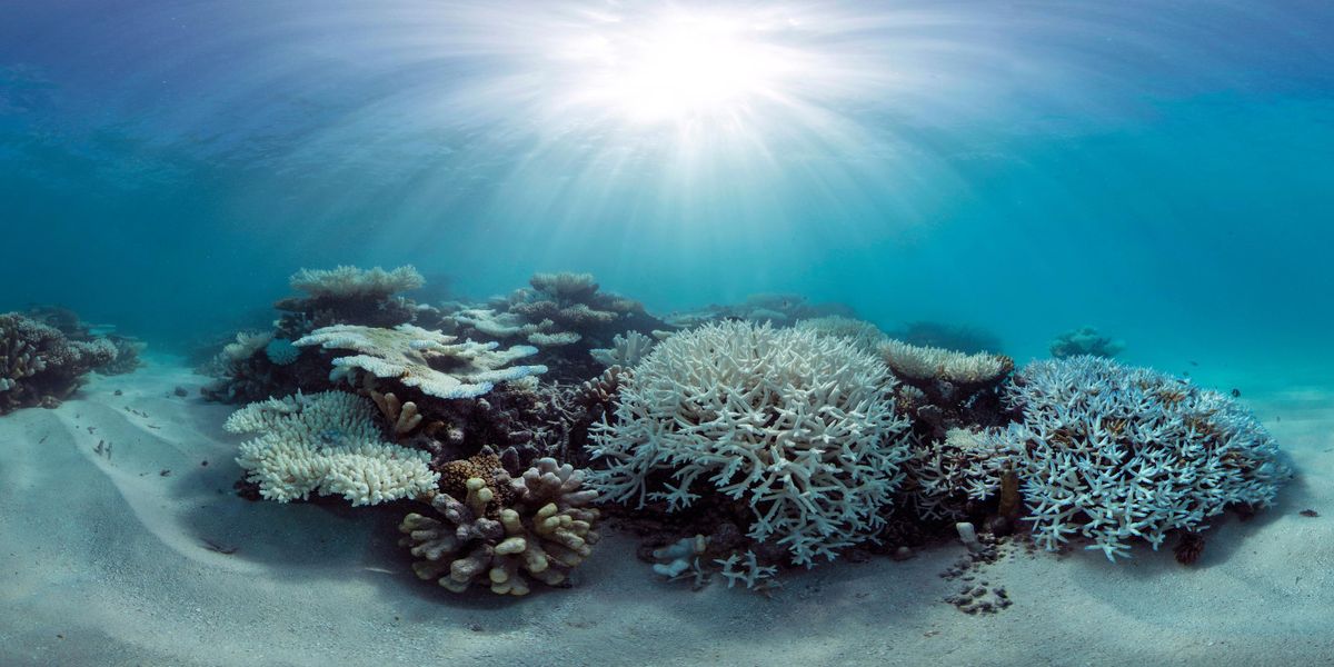 This May 2016 photo released by The Ocean Agency/XL Catlin Seaview Survey shows coral that has bleached white due to heat stress in the Maldives. Coral reefs, unique underwater ecosystems that sustain a quarter of the world