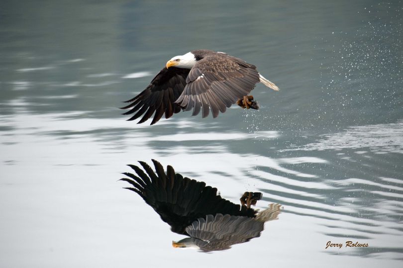 A bald eagle snatches a spawning kokanee from the Wolf Lodge Bay area of Lake Coeur d'Alene. (Jerry Rolwes)