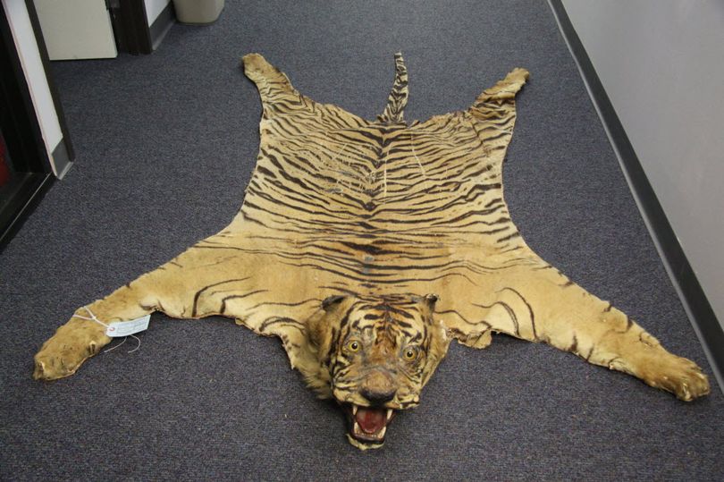 The undated handout photo provided by the U.S. Fish and Wildlife Service (USFWS) shows a Sumatran tiger skin/California confiscated by the USFWS. More than 150 people face federal and state charges after authorities disrupted wildlife trafficking operations involving tiger and leopard pelts, elephant ivory and live birds. The U.S. Fish and Wildlife Service announced the arrests Thursday an undercover operation that included officers from 16 states, three federal agencies and three Asian countries. (U.S. Fish and Wildlife Service)