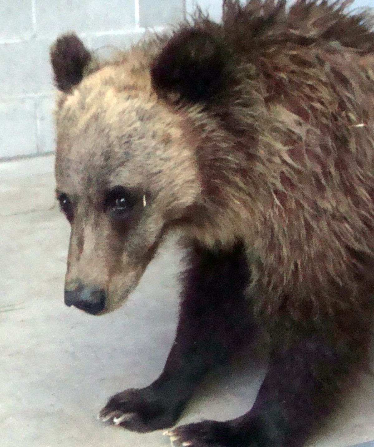 This photo provided by provided by ZooMontana shows one of the female grizzly bear cubs whose mother killed one person and mauled two others in a late-night attack at a Montana campground last week. (Courtesy of ZooMontana / Associated Press)