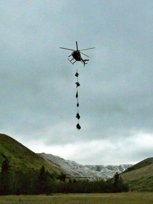 Six ewes and lambs are flown by helicopter to a research site for testing in Asotin County operated by the Washington Department of Fish and Wildlife and Washington State University.   (Paul Wik)