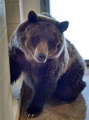 This 2-year-old female grizzly was captured and relocated from the Shoshone National Forest in Wyoming to the Pocatello Zoo. (Pocatello Zoo)