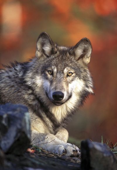 Gray wolf packs are a (Associated Press)