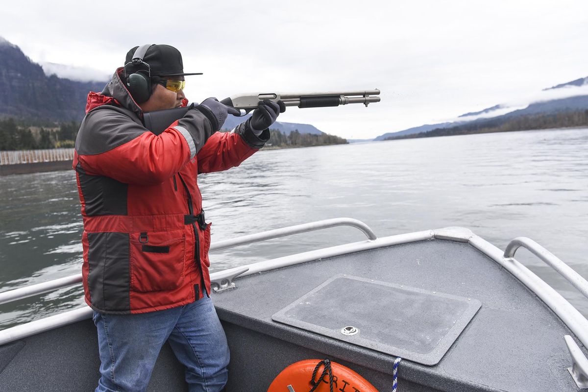 Ted Walsey, fishery technician for Columbia River Inner Tribal Fish Commission, fires a cracker shell towards a sea lion, during routine hazing on the Columbia River near the Bonneville Dam, Wednesday April 4, 2018. (Ariane Kunze / Columbian)