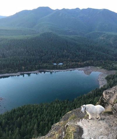 A mountain goat that once lived at Olympic National Park took up temporary residence at Rattlesnake Ledge, a popular destination for hikers near North Bend. The goat was not afraid of people and not aggressive, but it got within about 12 feet of people, said hiker Hella Döge. “The goat was actually following us. Everyone shuffled around and tried to keep distance from the goat,” she said. (Photo courtesy of Hella Doge / Seattle Times)