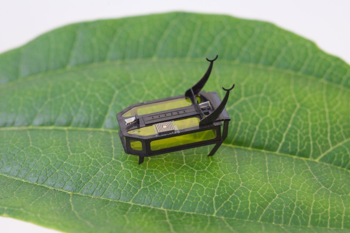 The RoBeetle, developed in part by Néstor Pérez-Arancibia, an associate professor at Washington State University, is the world’s smallest liquid-fueled robot, according to Guinness World Records.  (Courtesy of Washington State University)
