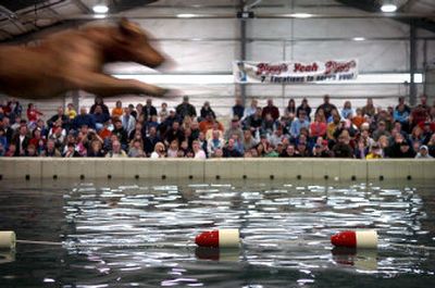 
Zorro, a Chesapeake Bay retriever, leaps more than 20 feet from an indoor dock during the Dog Dock Jumping contest at the Big Horn Outdoor Adventure Show at the Spokane Fair and Expo Center on Saturday afternoon. The contest was a big attraction at this year's event.
 (Photos by Holly Pickett / The Spokesman-Review)