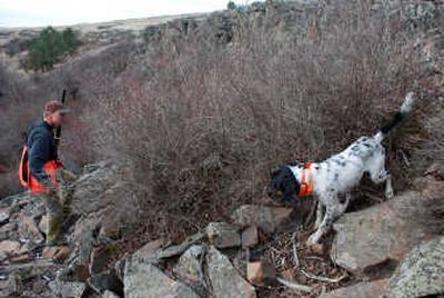 
The Spokesman-Review Cheney-area dog trainer Dan Hoke looks for a chukar hiding under the pointing nose of Scout, an English Setter pup, at Squaw Canyon Shooters bird hunting preserve near Rosalia.
 (Rich Landers / The Spokesman-Review)