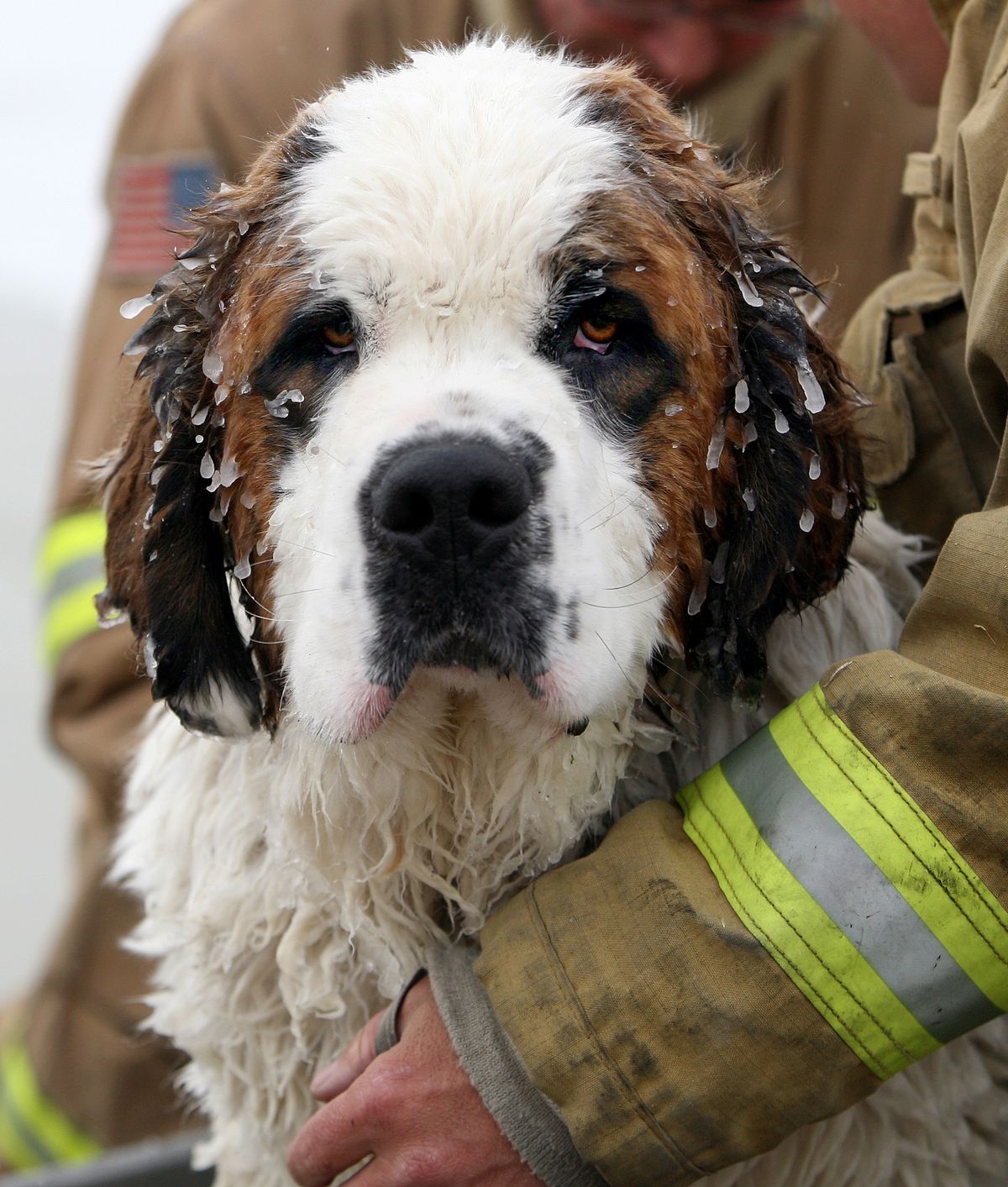 Duke is held by a firefighter after his rescue. He was taken to a clinic and is doing well. (The Spokesman-Review)