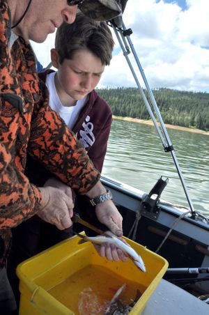 Dennis Harper, left, gives Nicholas Brandt, 11, a fish-cleaning lesson after catching kokanee at Dworshak Reservoir. (Rich Landers)