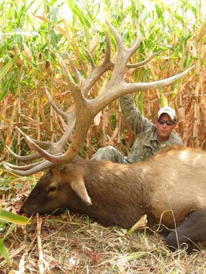 2010 Idaho Super Hunt tag winner Jack Pederson called and bagged a 354-inch, 8x9 bull elk in the rut.
 (Courtesy)